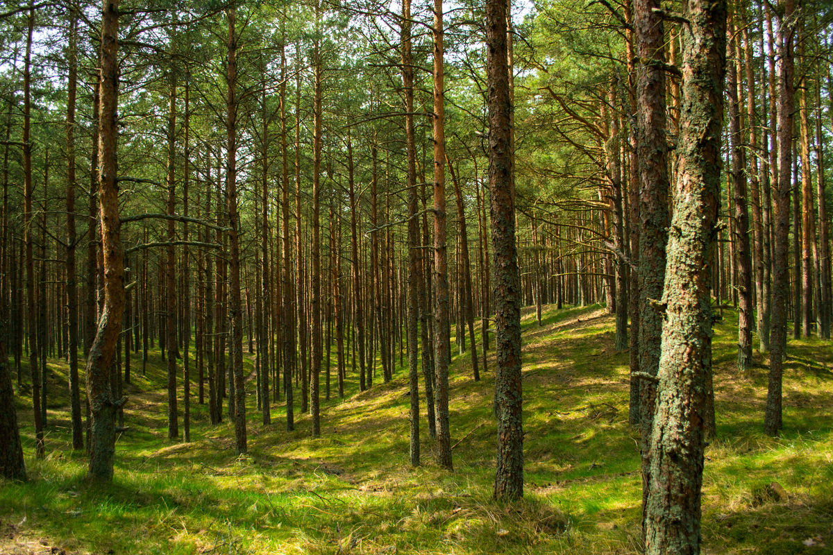 Сосновый лес Национального парка Куршская коса