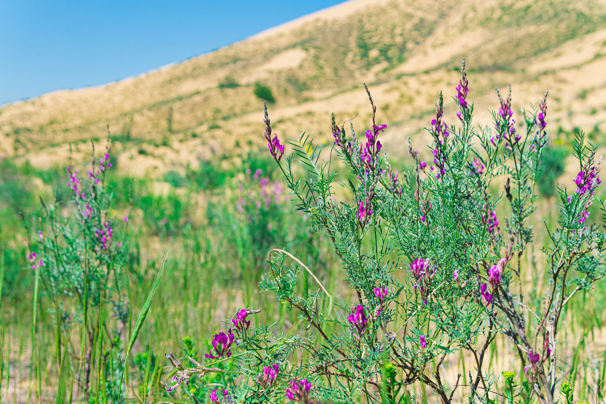 Фиолетовые цветы астрагала в цветущей весенней пустыне