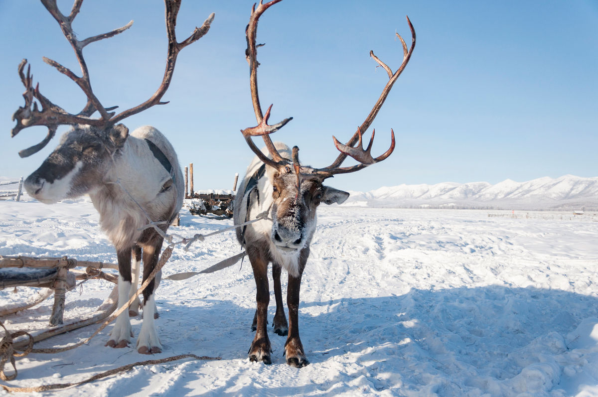Зимний портрет северного оленя в Якутии