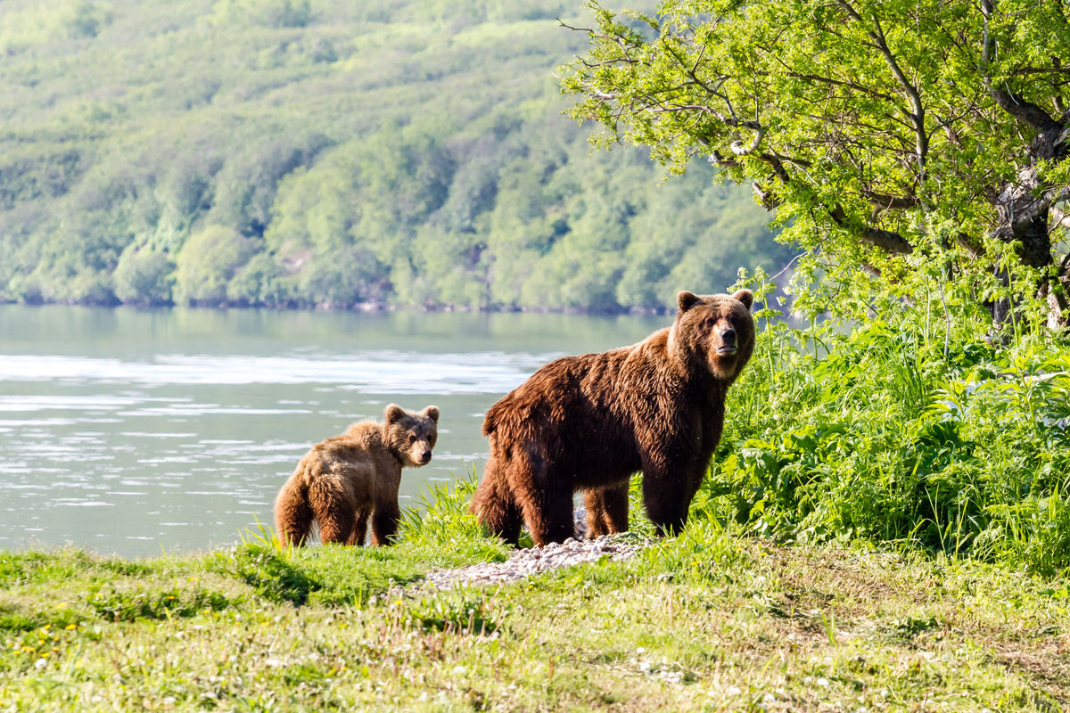 Бурый медведь с детенышем возле Курильского озера
