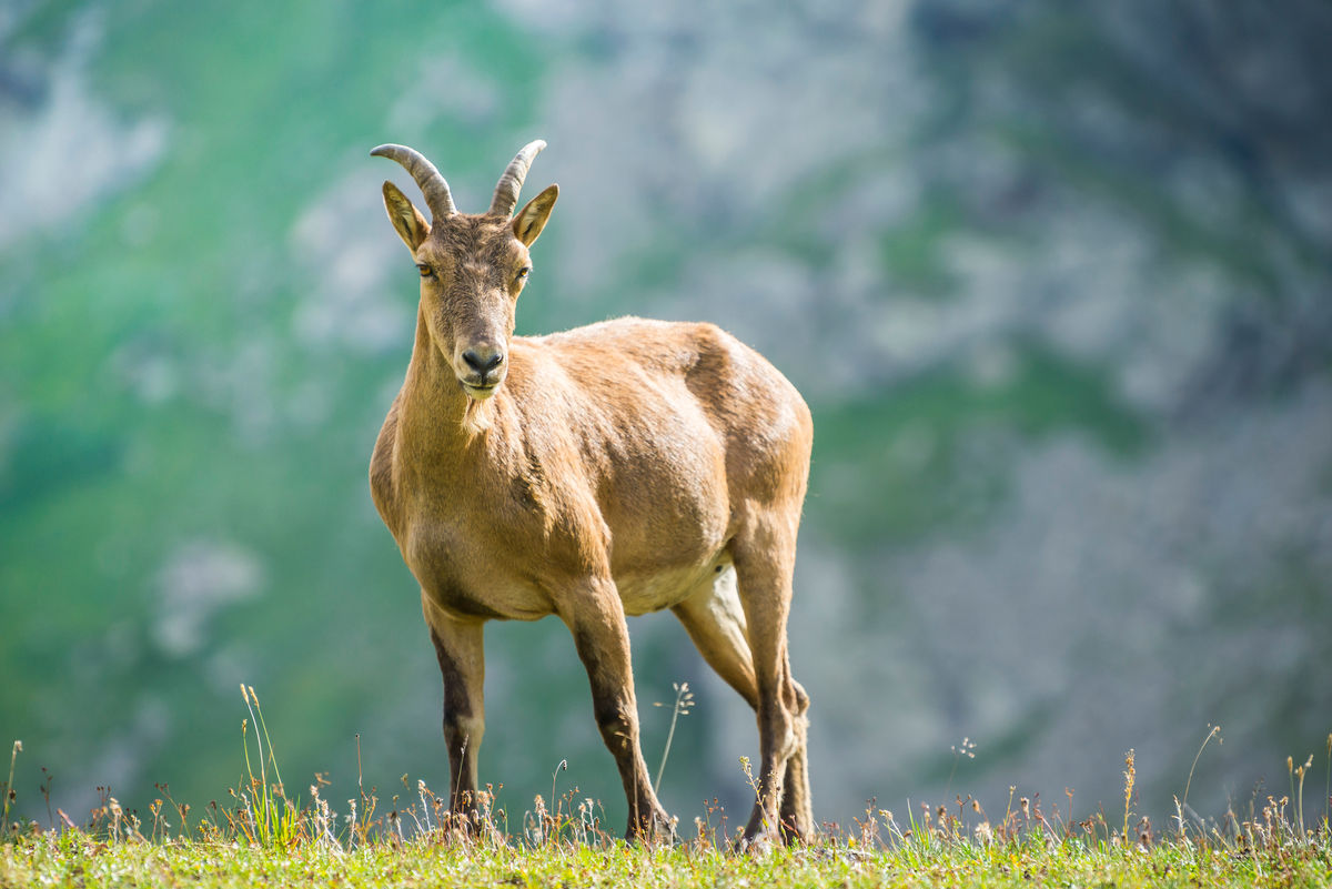 Кавказские горные козлы в естественной среде обитания