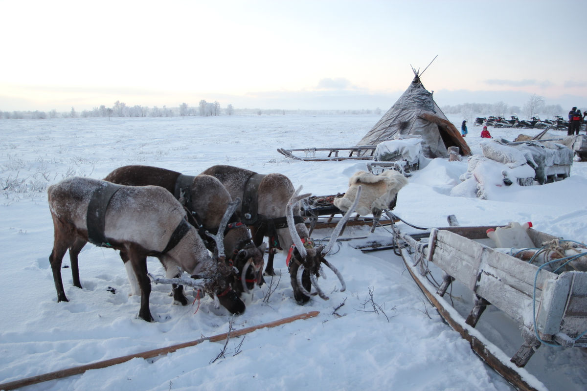 Фото саамов кольского полуострова