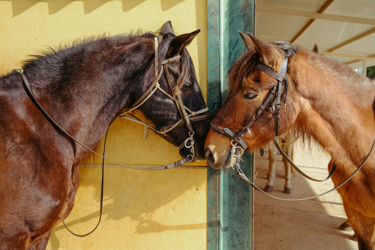 Two horses in the stable