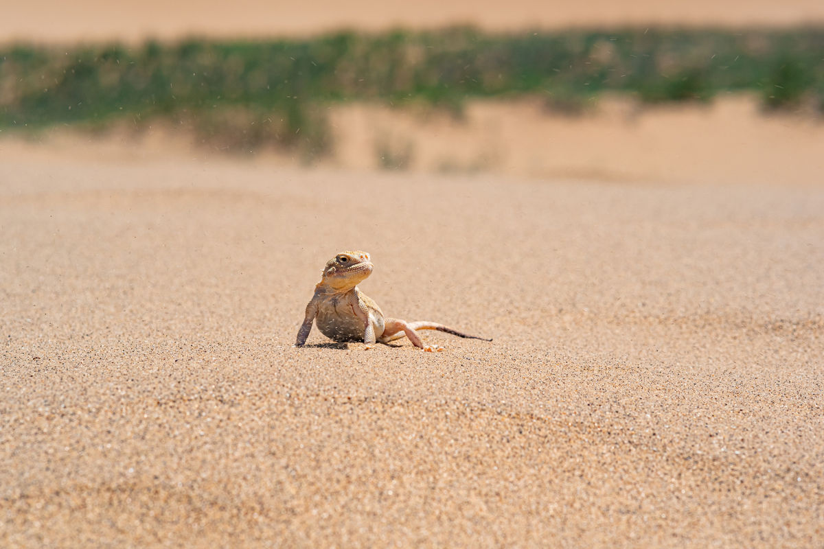 Пустынная ящерица на песчаной дюне Сарыкум