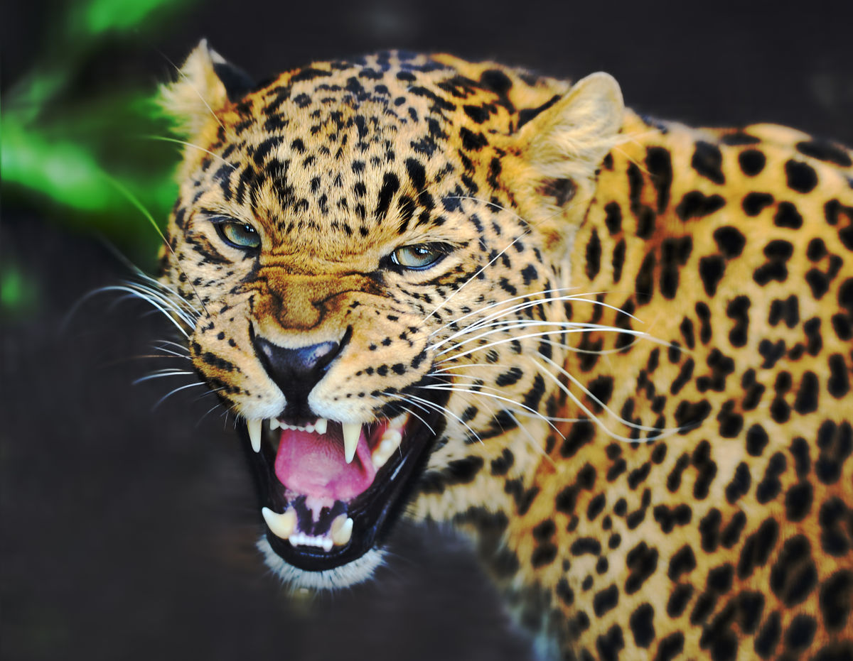 Леопард в Приморском Сафари-парке