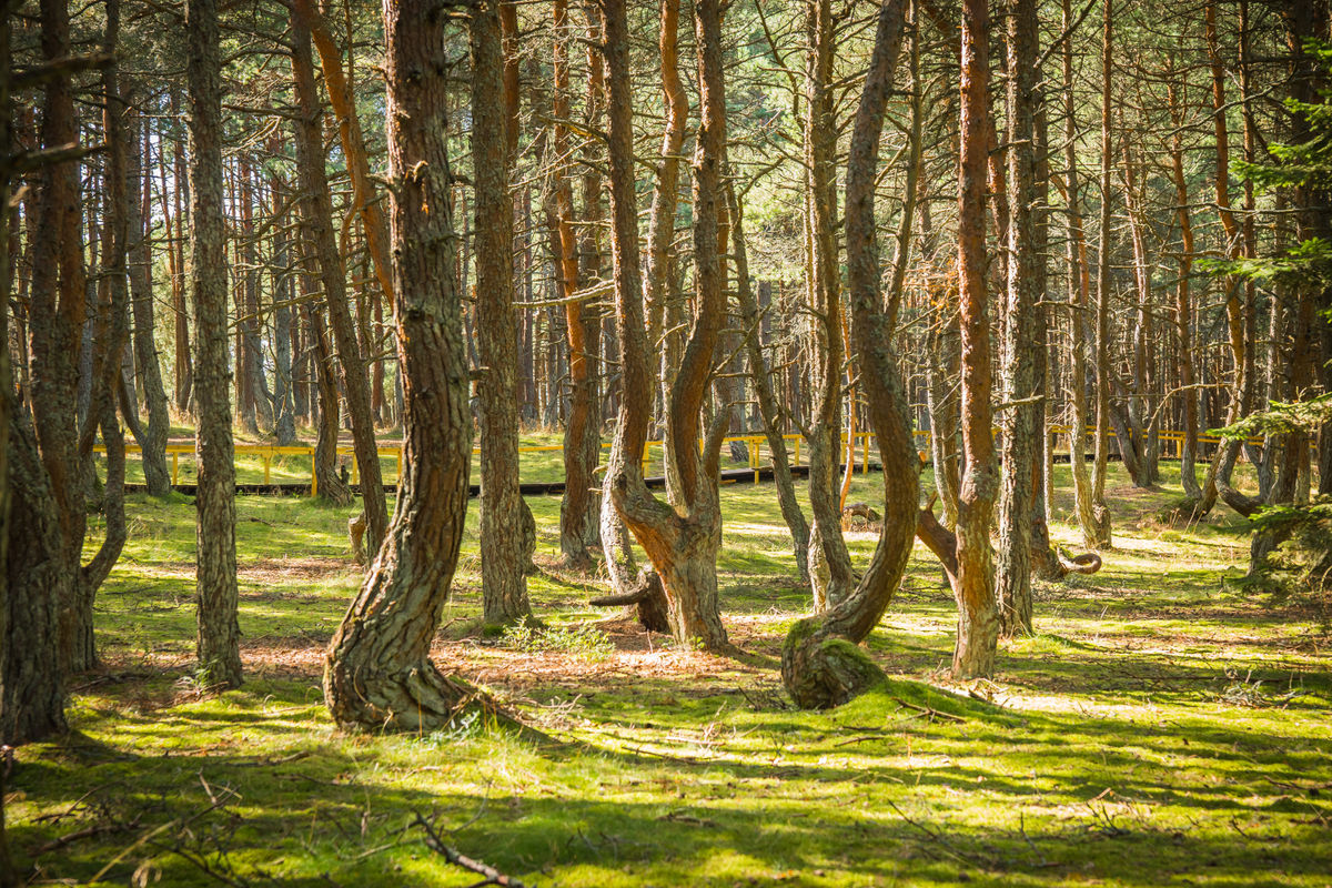 Танцующий лес в лучах солнечного света