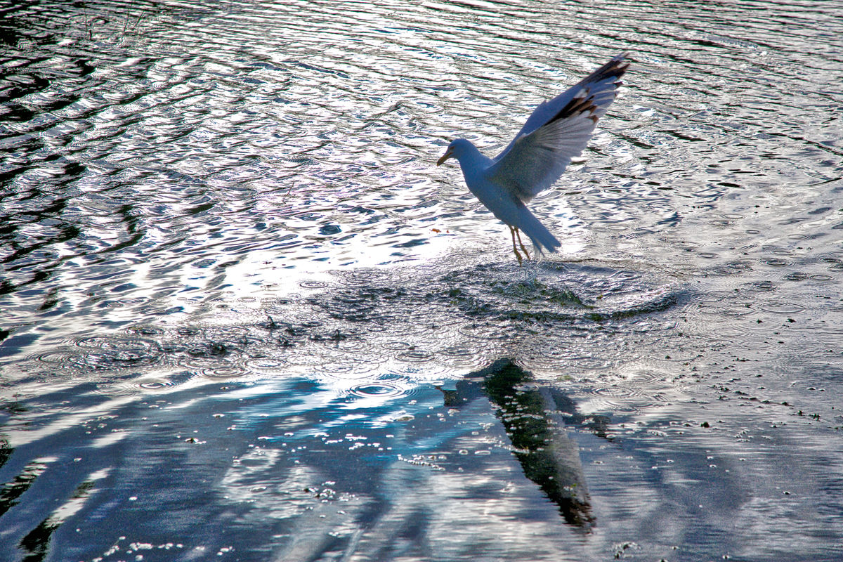 Чайка на озере Эльтон