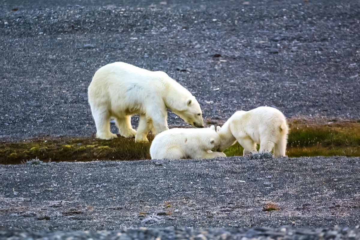 Семья белых медведей на острове Врангеля