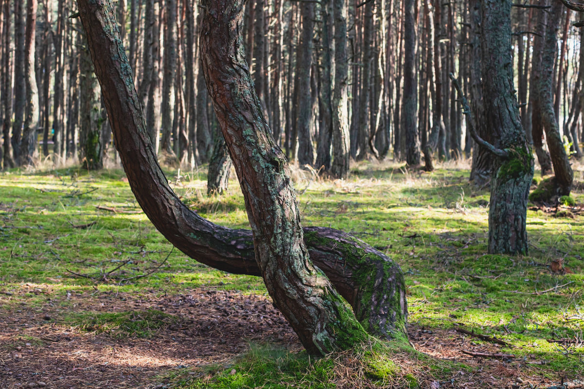 Танцующий лес на Куршской косе