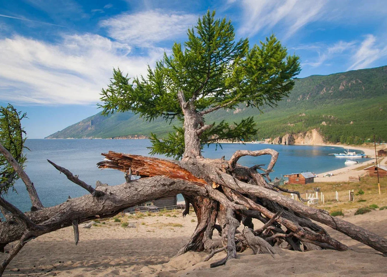 Ходульные деревья на байкале фото