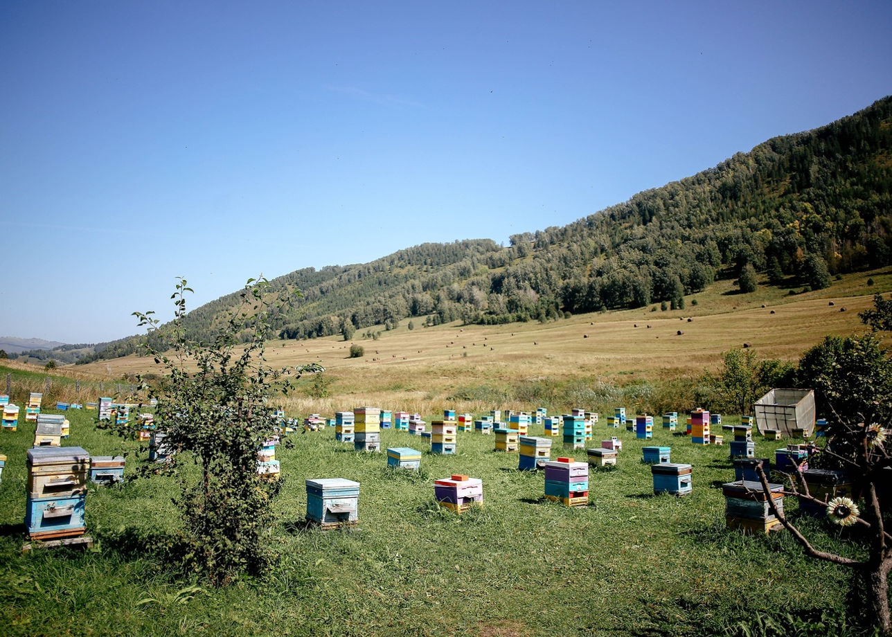 Секреты Алтайского пчеловодства