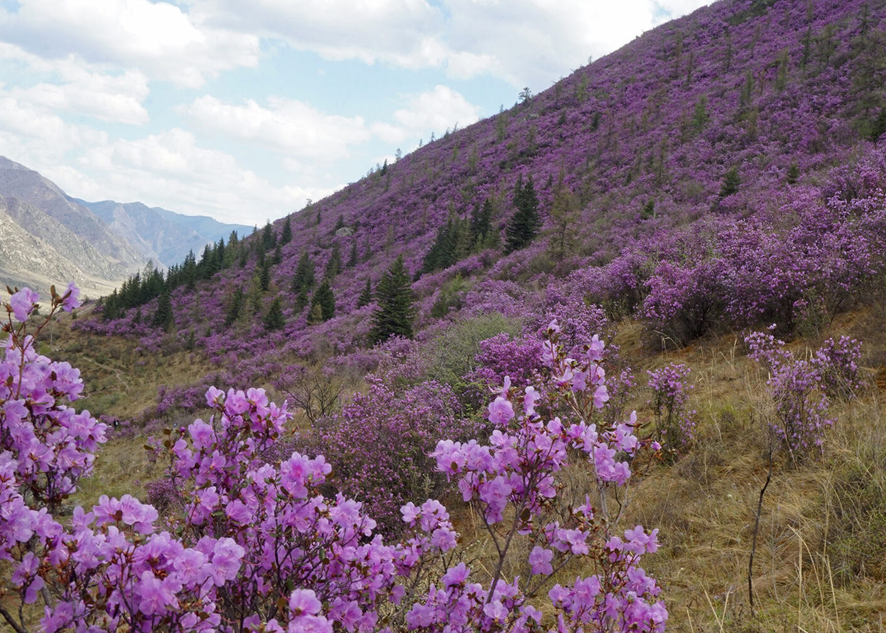 Розово-фиолетовые лавины гор