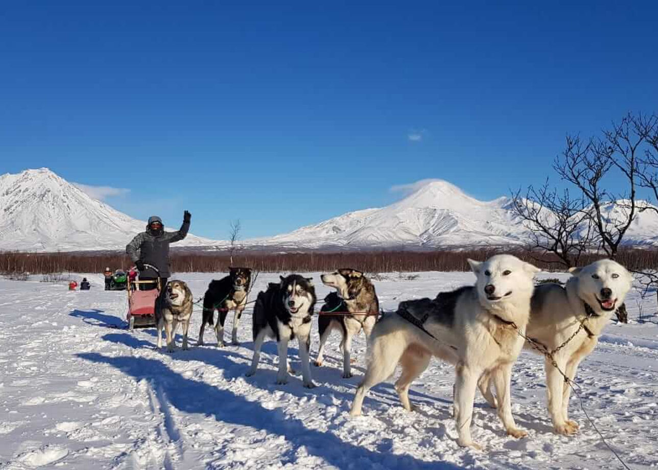 Камчатские ездовые собаки