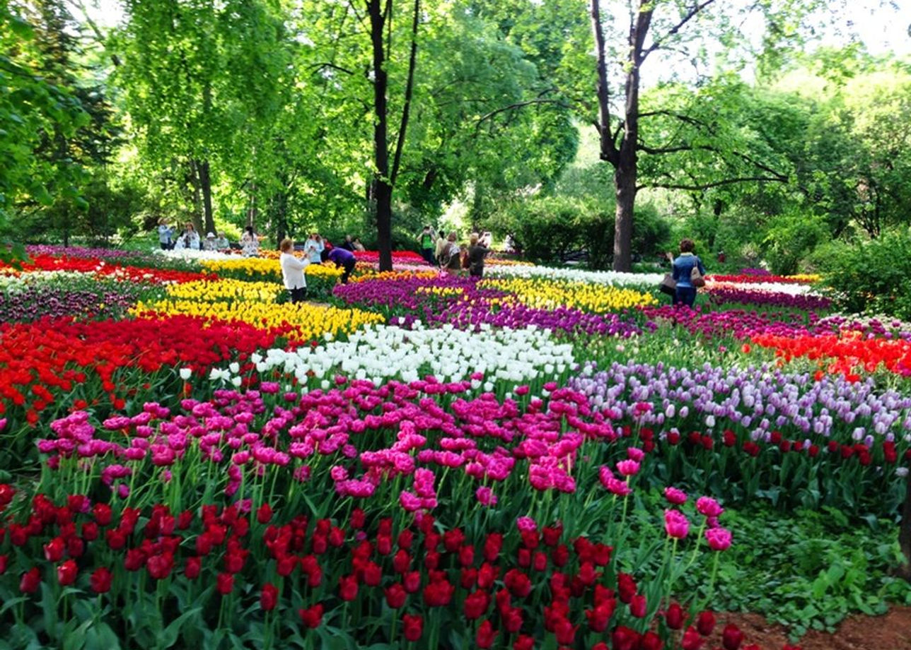 Ботанический сад МГУ Аптекарский огород весной