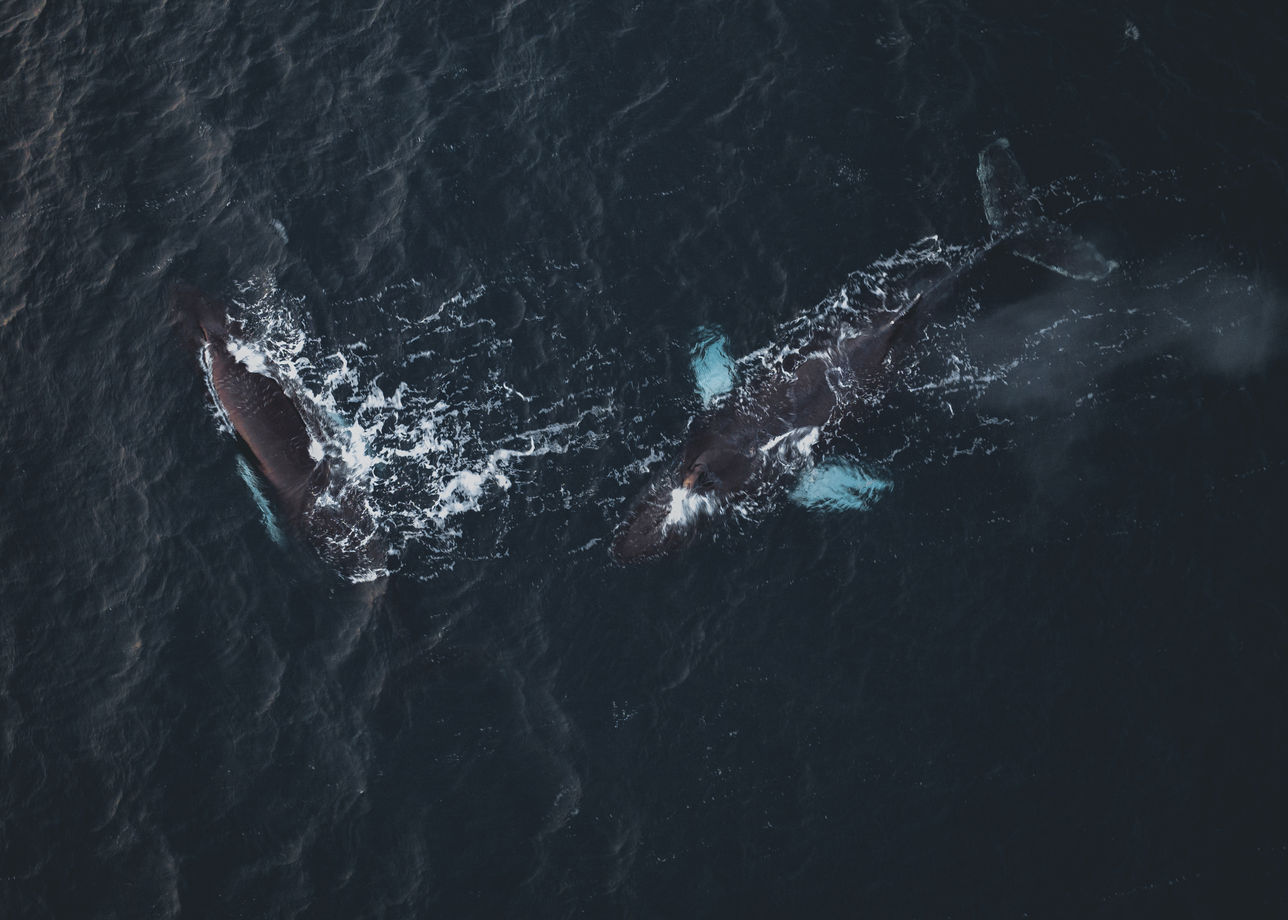 Морская прогулка в поисках китов