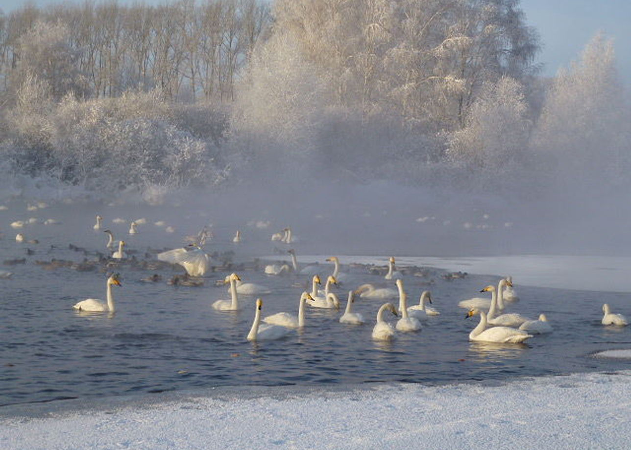 лебединое озеро белокуриха