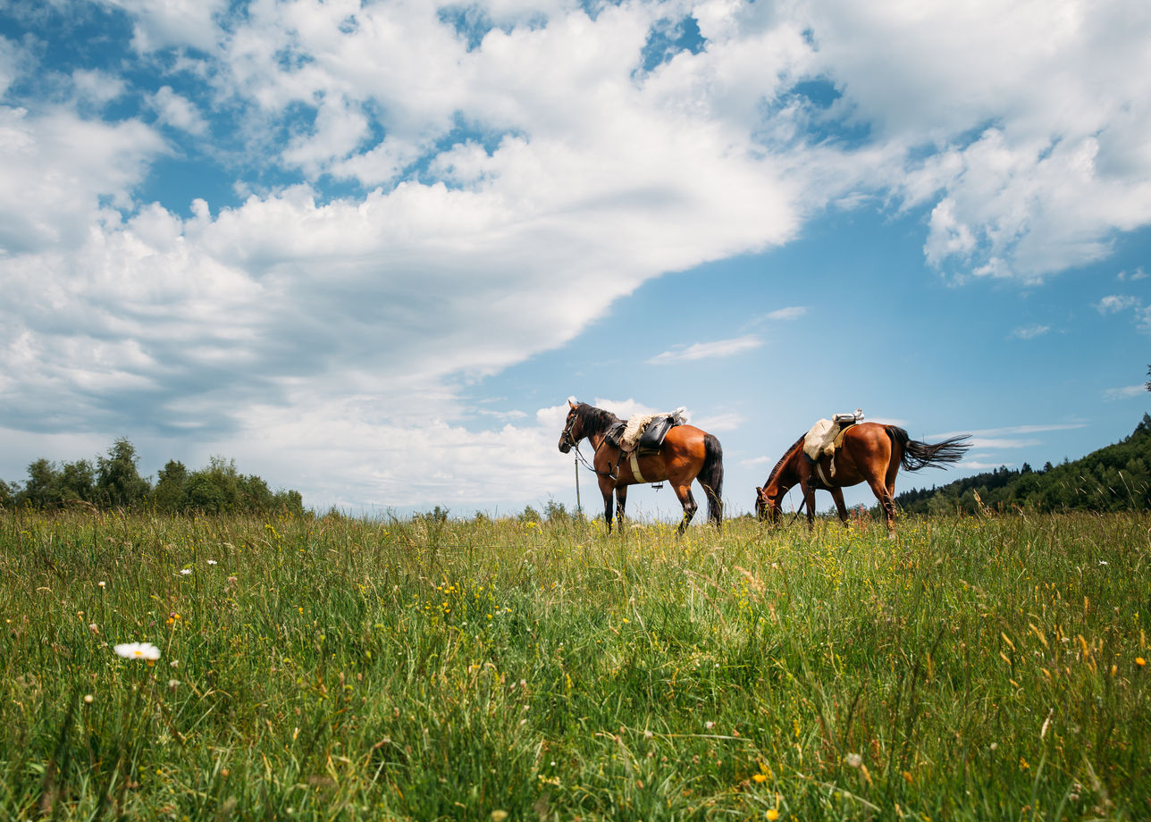 Алтайские лошадки