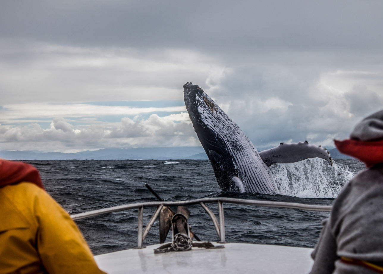 В поисках китов с комфортом