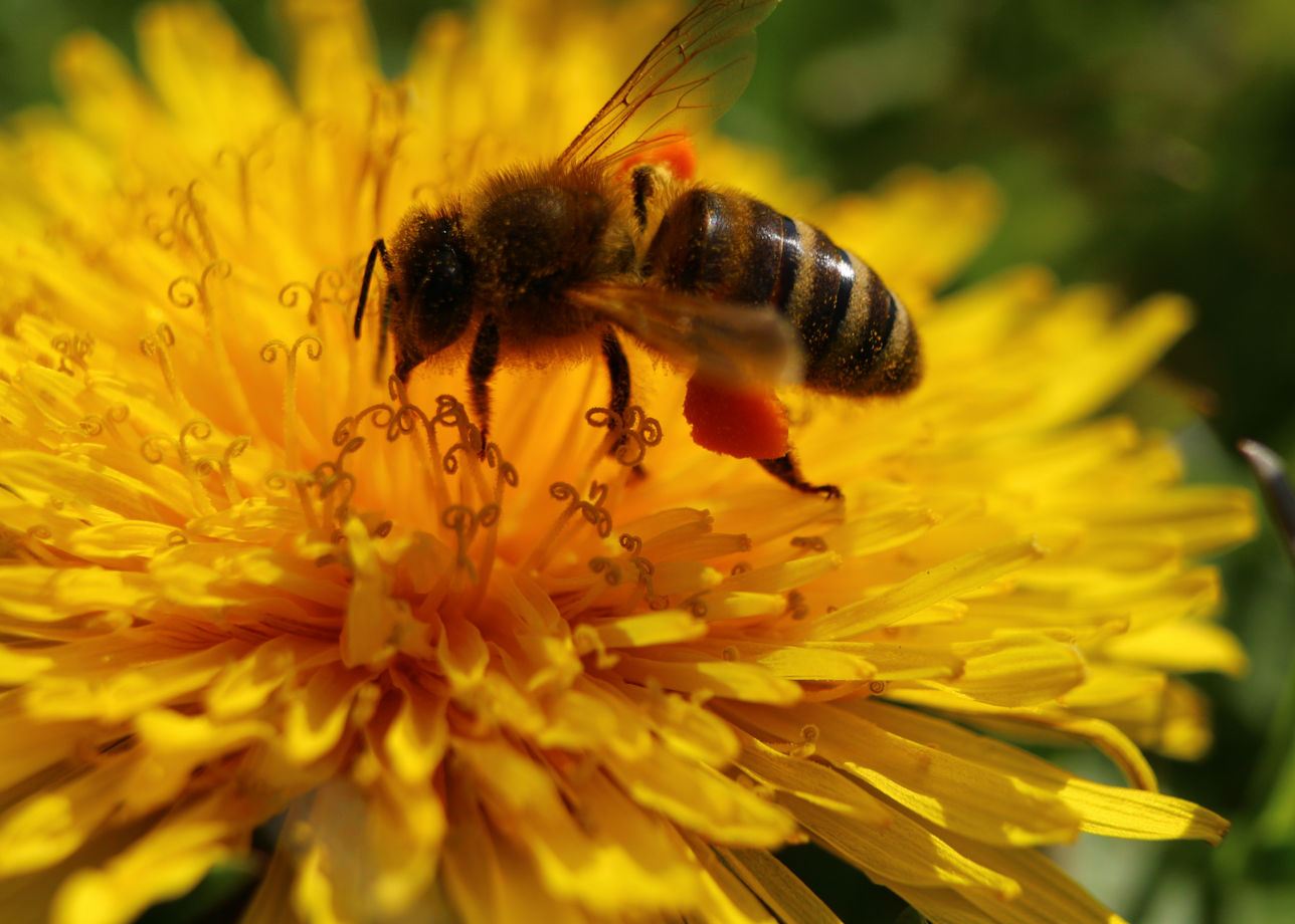 Мёд диких пчёл