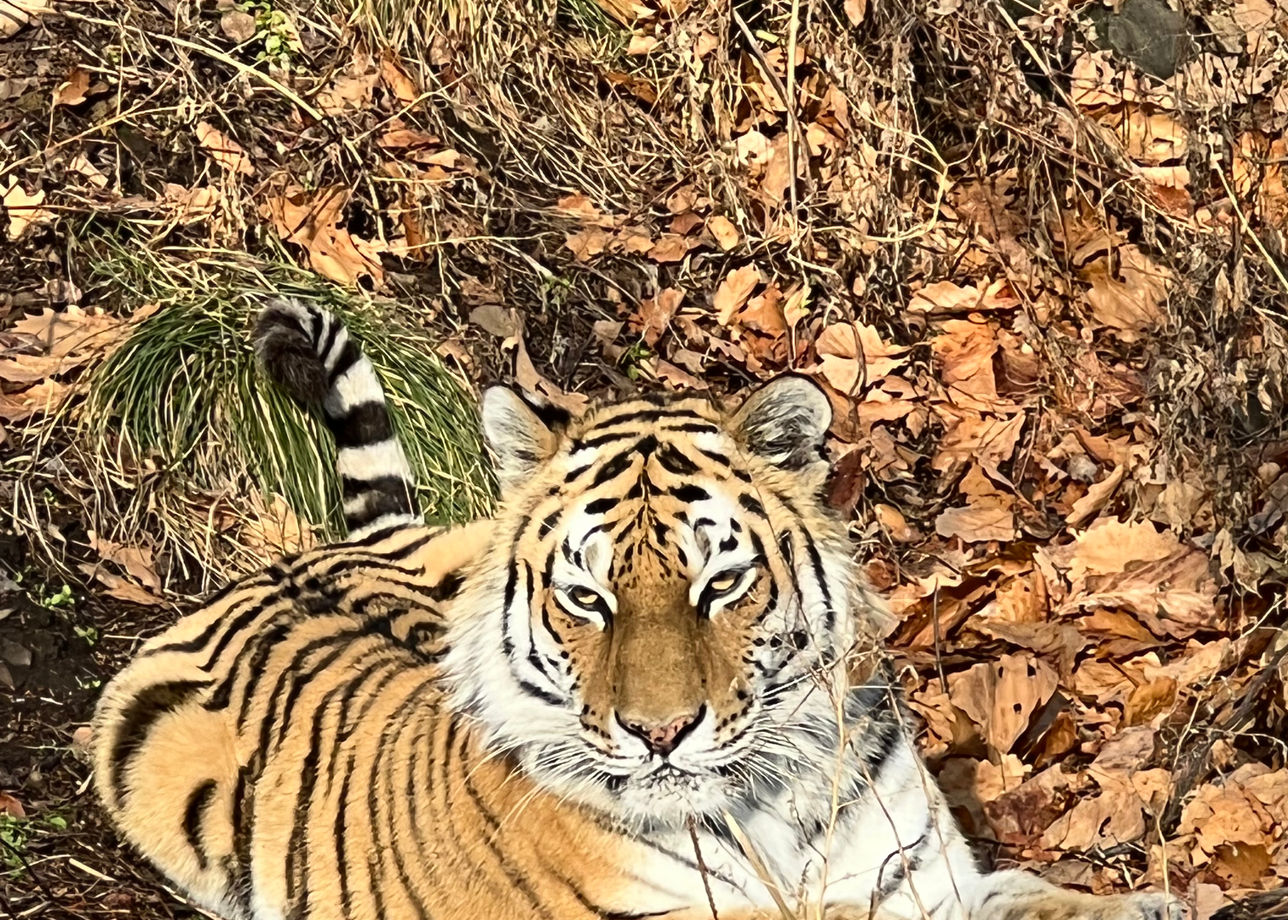 Тигры и леопарды
