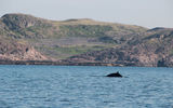 Териберка, край земли и морская прогулка с поиском китов