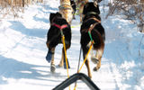 Катание на собачьих упряжках. Катание на снегоходах или квадроциклах