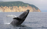 Морской поход и свидание с китами