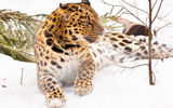 Национальный парк «Земля леопарда» и Кравцовские водопады