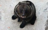 В гости к обитателям леса в зоокомплекс «Три медведя»