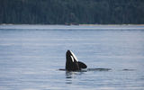 Морская прогулка «Путешествие в мир китов + Арка Стеллера»