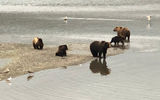Путешествие на Курильское озеро, р. Озерная, пемзовые скалы - Кутхины баты. И медведи