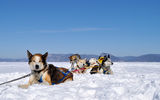 Катание на собачьих упряжках и снегоходах