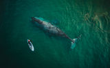 Наблюдение за китами в бухте Врангеля