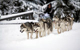 Зимний актив в Карелии: путешествие на снегоходах и собачьих упряжках