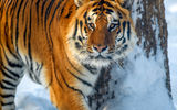 Активный тур в царстве Амурского тигра с проживанием в глэмпинге