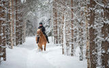 Экскурсионный зимний тур по Псковской области с конной прогулкой