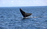 Наблюдение за китами в бухте у мыса Врангель