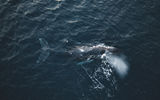 На Край Света в Териберку. Морская прогулка в поисках китов и второй выезд на фотоохоту за Северным сиянием