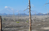 Мертвый лес. Лавовые потоки извержения 2012-2013 годов