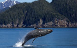 Морская прогулка «Путешествие в мир китов + Арка Стеллера»