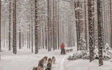 Снежный лес, северный саамский чум, снегоходы, мастер-классы