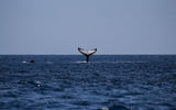 Выход в море в поисках китов