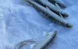 Подледный лов сахалинской корюшки и наваги