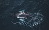 За китами в Териберку