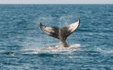 Териберка: охота за сиянием и китами. Комфорт-тур