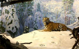 Современный музей Сихотэ-Алинского заповедника. Экскурсия «Тропа тигров»