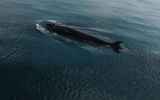 Териберка и поиски китов
