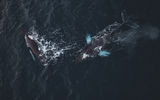 На край света в Териберку. Морская прогулка в поисках китов