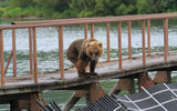 Курильское озеро, пешая экскурсия на рыбоучетное заграждение, наблюдение за медведями
