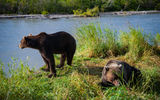 Тур по территории Курильского озера, наблюдение за медведями